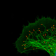 Illustration for article titled Parasites, deadly bugs and fungi are more beautiful than you could possibly imagine